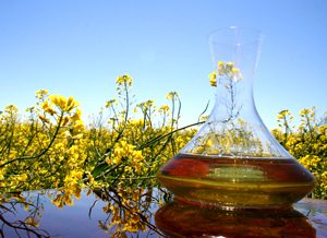 aceite-de-canola